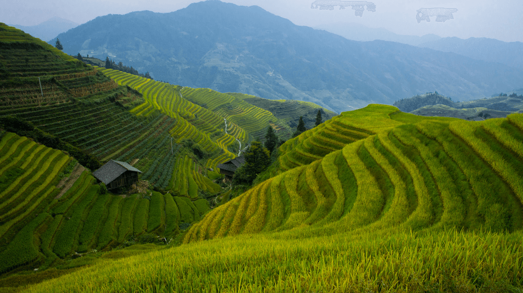 Terraced green landscape from the Danphe Route vision deck